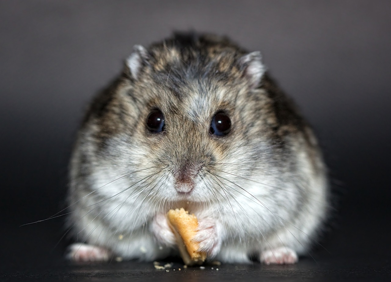Hamster frisst Futter Welche niedlichen Haustiere eignen sich für Kinder
