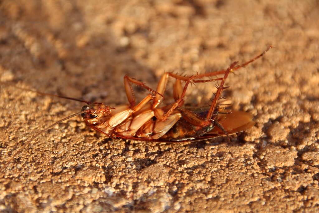 Kakerlake Schabe Die richtigen Insektizide zur Bekämpfung von Schaben Was du wissen solltest
