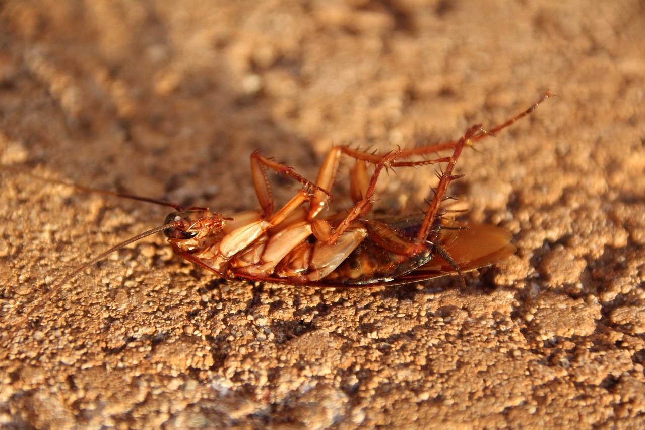 Kakerlake Schabe Die richtigen Insektizide zur Bekämpfung von Schaben Was du wissen solltest