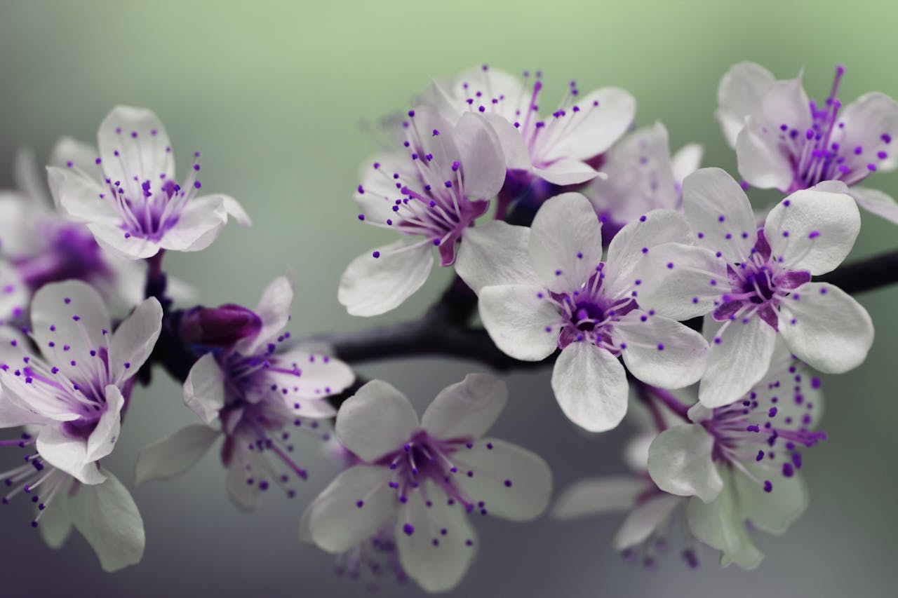Blumen Pflanzen Blüte Blumen und Selbstwert Wie die Sprache der Blumen Gefühle ausdrückt