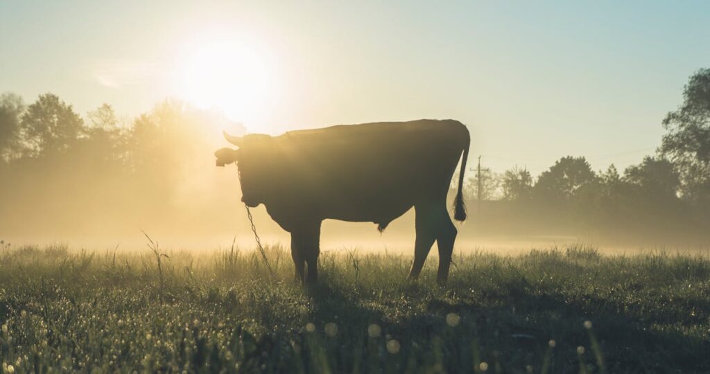 Stier in der Sonne Seelenverwandter von Stier – Wer passt am besten zum bodenständigen Stier