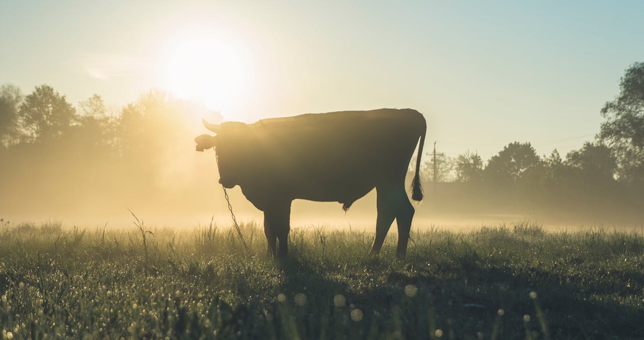 Stier in der Sonne Seelenverwandter von Stier – Wer passt am besten zum bodenständigen Stier