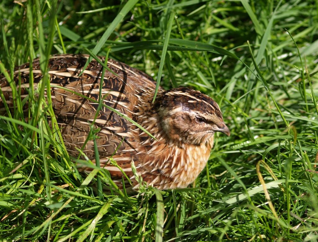 Wachtel sitzt im Gras Wachteln als Haustier – Vor- und Nachteile